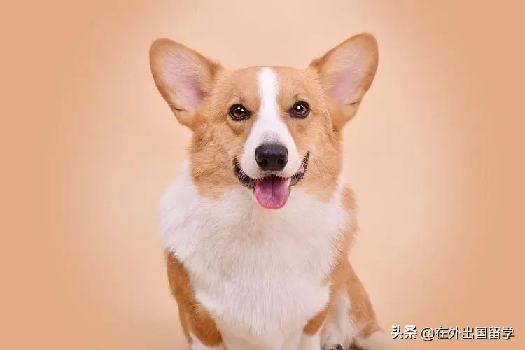 英国留学必备物品清单女生,英国留学行李清单完整版