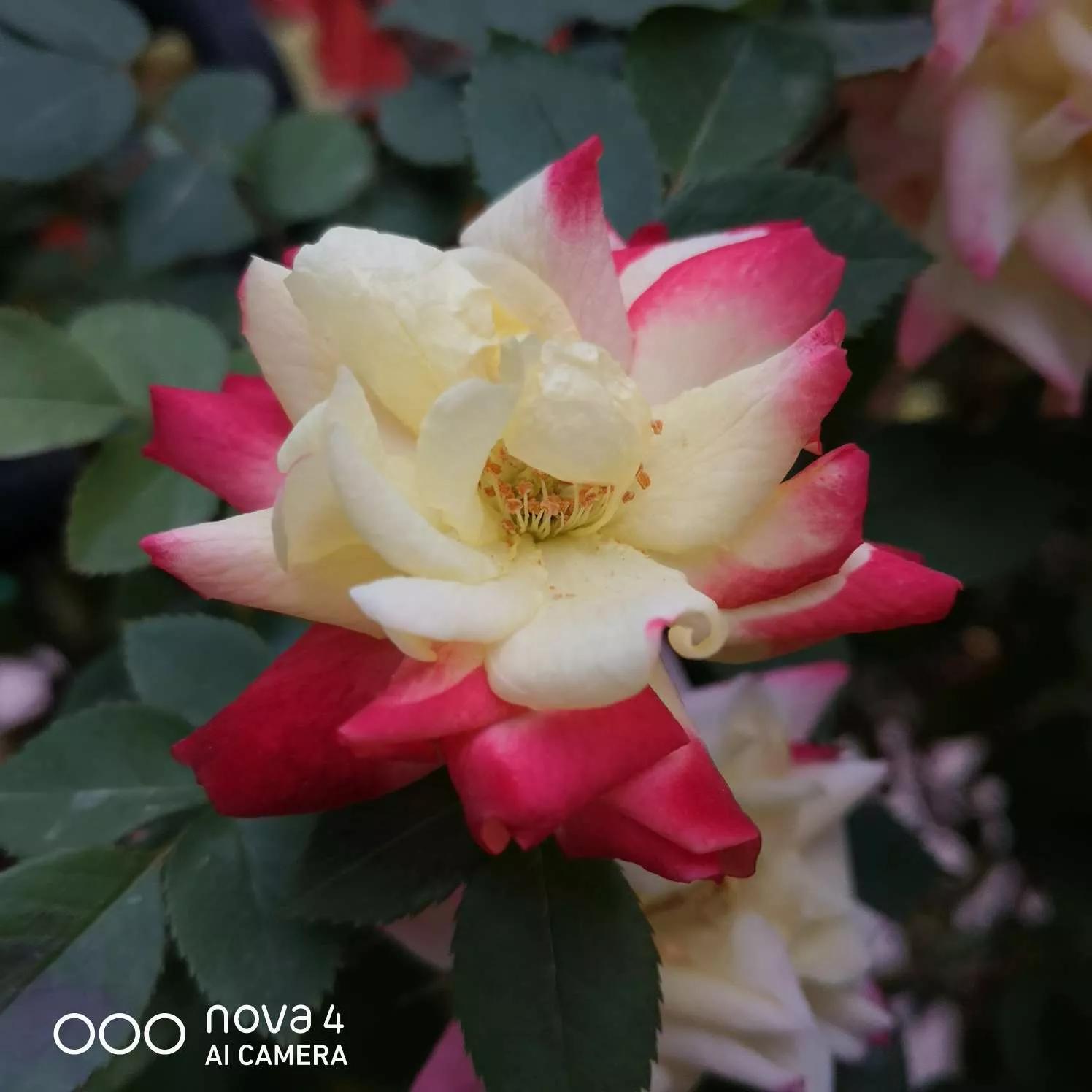 夏花开得最标准的月季花品种,月季色彩艳丽千姿百态