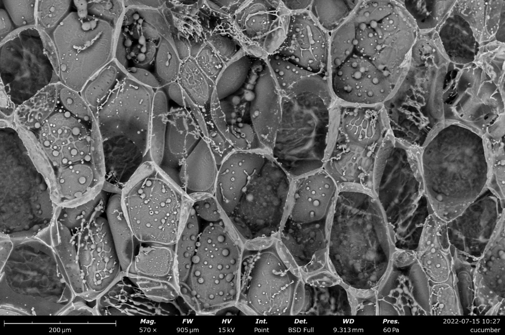 飞纳电镜和含水样品的冰雪奇缘