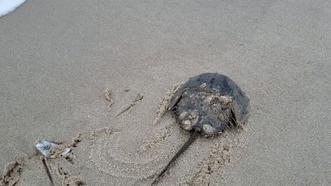 中华鲎的国家保护等级是多少,马蹄蟹是不是国家保护动物