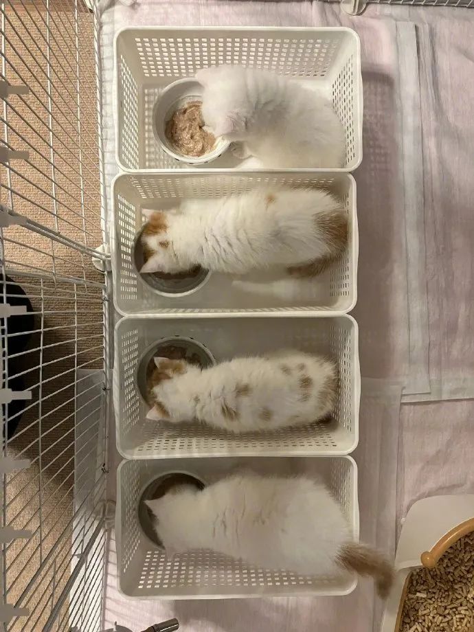 猫咪挑食只需一招,猫咪讨食小技巧