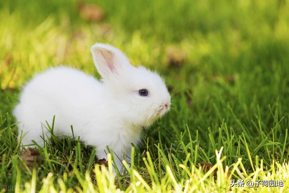 三年级作文描写动物怎样写,四年级描写小动物作文评语