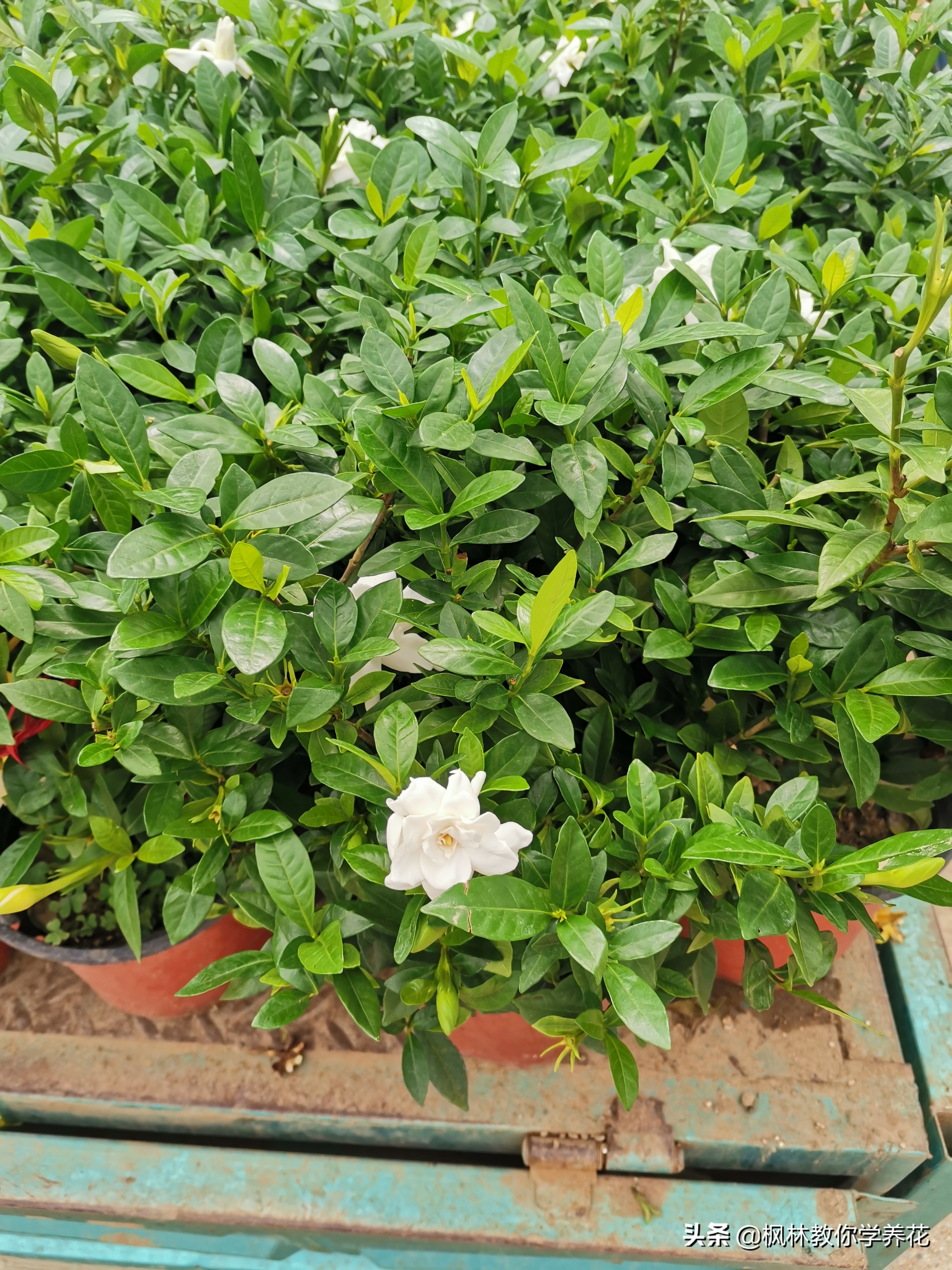 十大最香的盆花,盆栽花卉香味排名