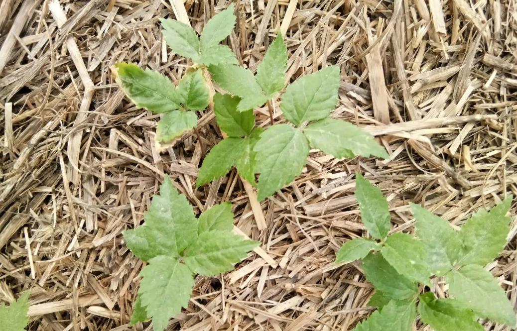 美国西洋参和中国西洋参有啥区别,美国产的西洋参好处是什么