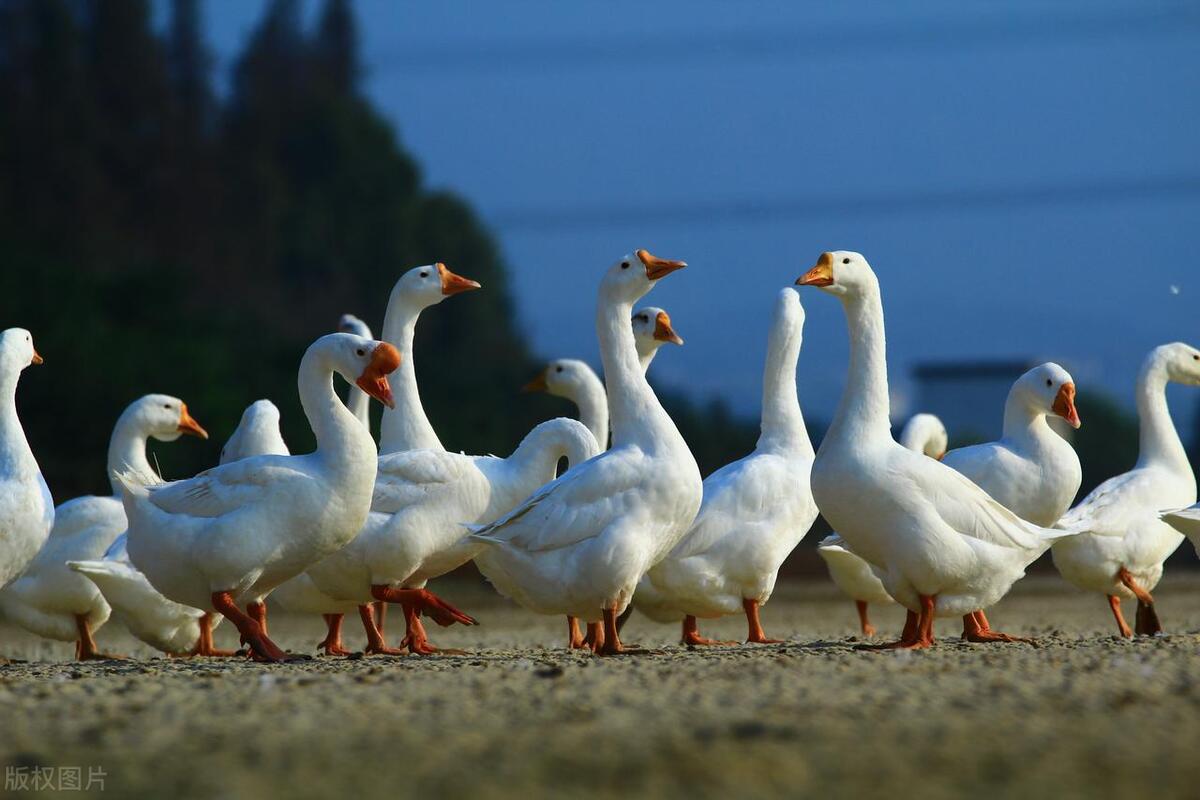 售卖活体家禽需要什么证件,家禽检疫出厂证明是免费开吗