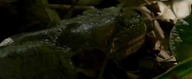 美国人在野外水中捕捉巨蟒,亚马逊河当地人水中抓巨蟒