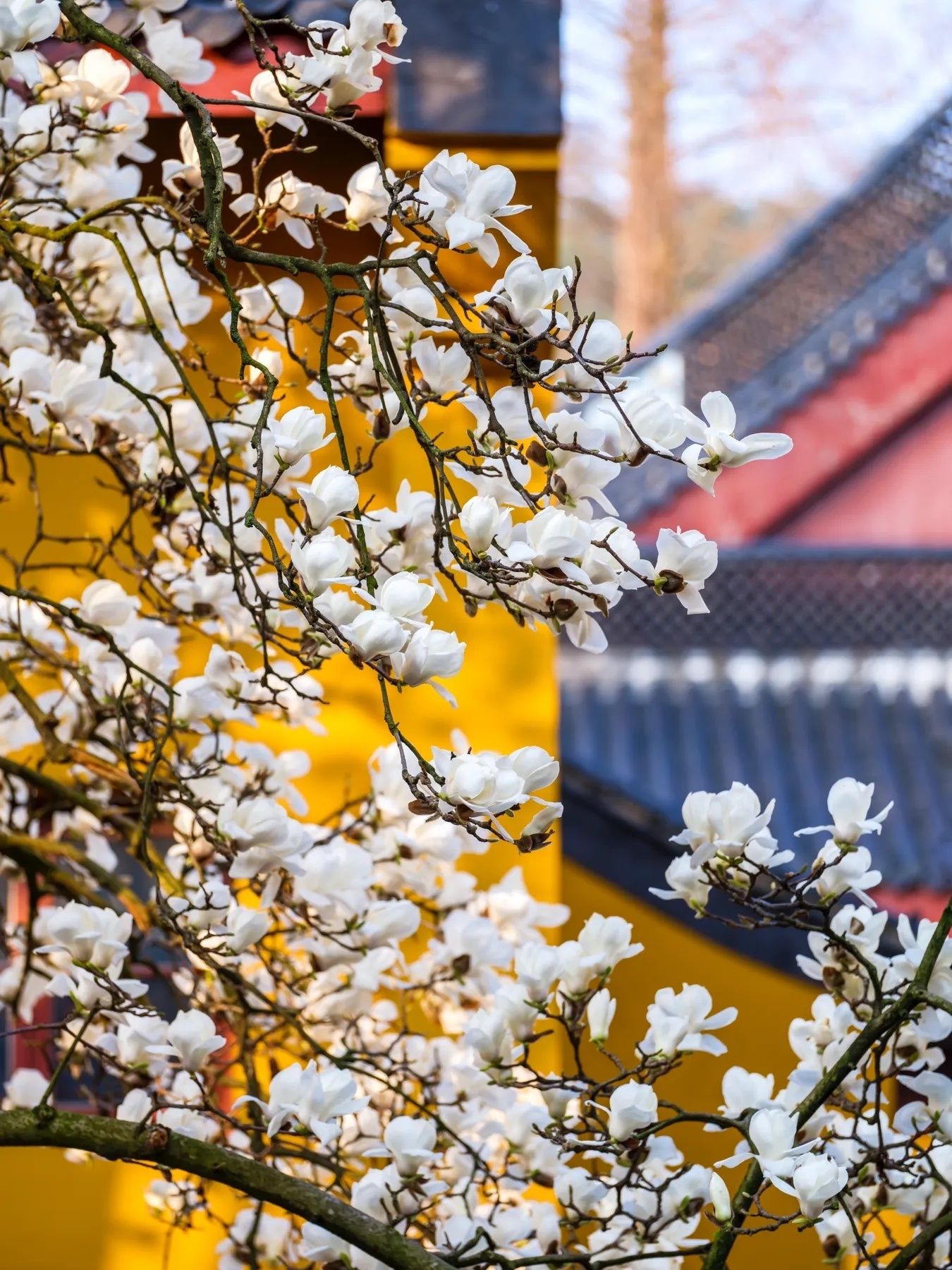 玉兰花壁纸头像,全部姓孙的玉兰花壁纸