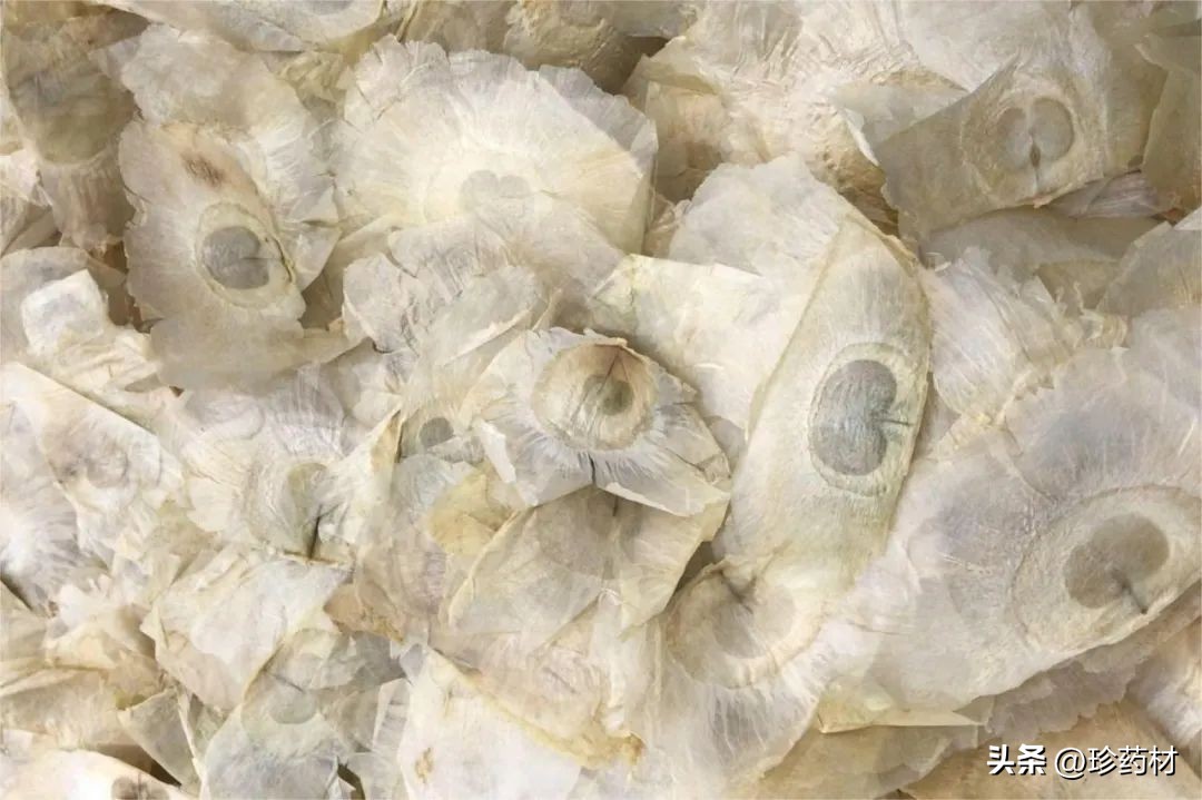 10月13日中药材市场快讯：川芎、猪苓、白前、木蝴蝶、肉桂、麦冬