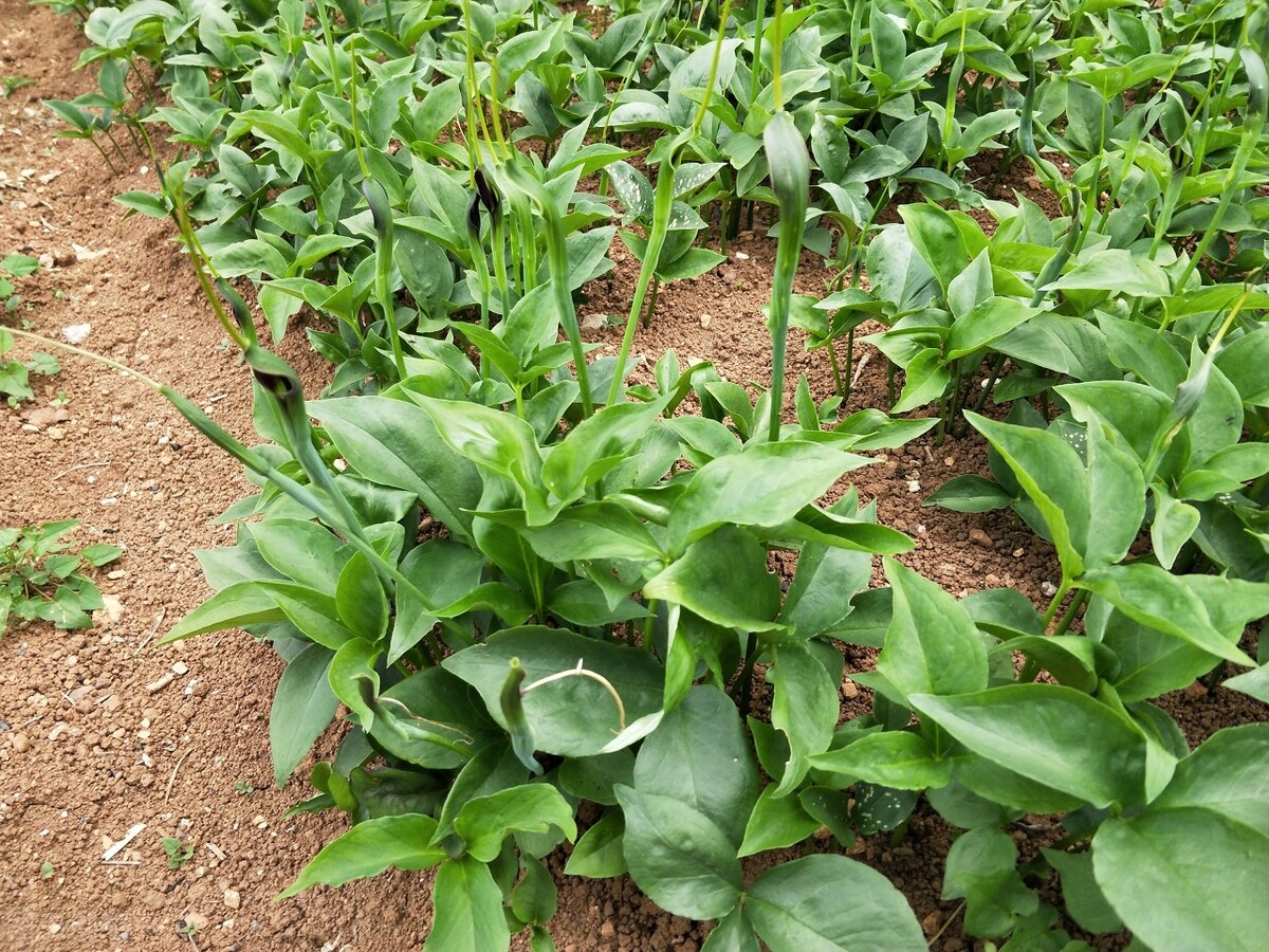 一吃凉的，就胃痛胃寒，一张方子，温通脾胃，让胃暖暖的