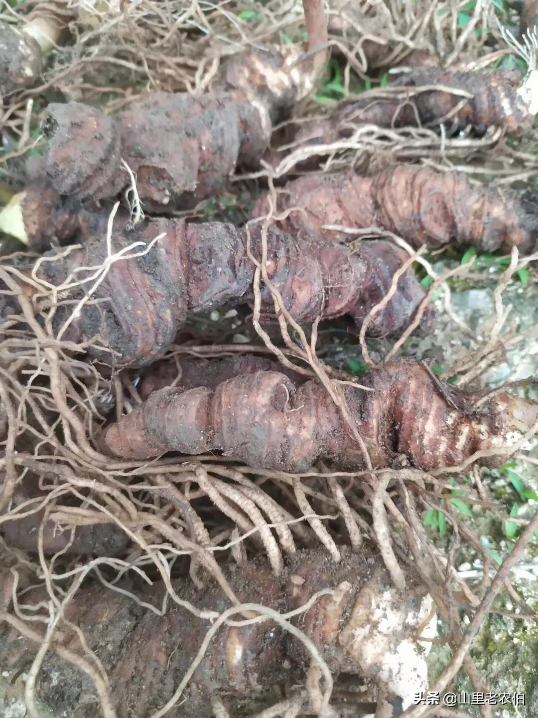 七叶一枝花齐名的草药有哪些,什么中草药可代替七叶一枝花