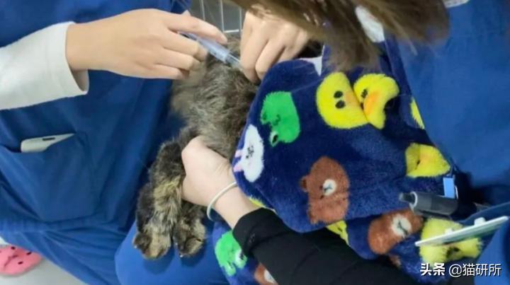 猫咪传腹治疗大概需要多少钱,猫咪疑似猫传腹但是饮食正常