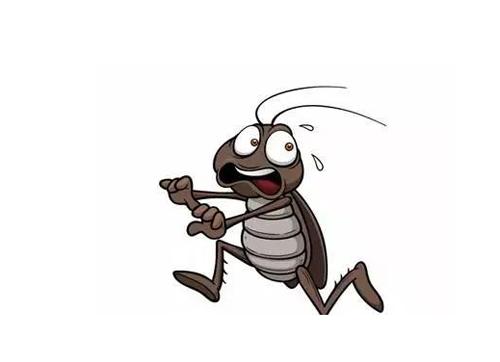 如何避免蟑螂晚上爬床,三招赶走蟑螂