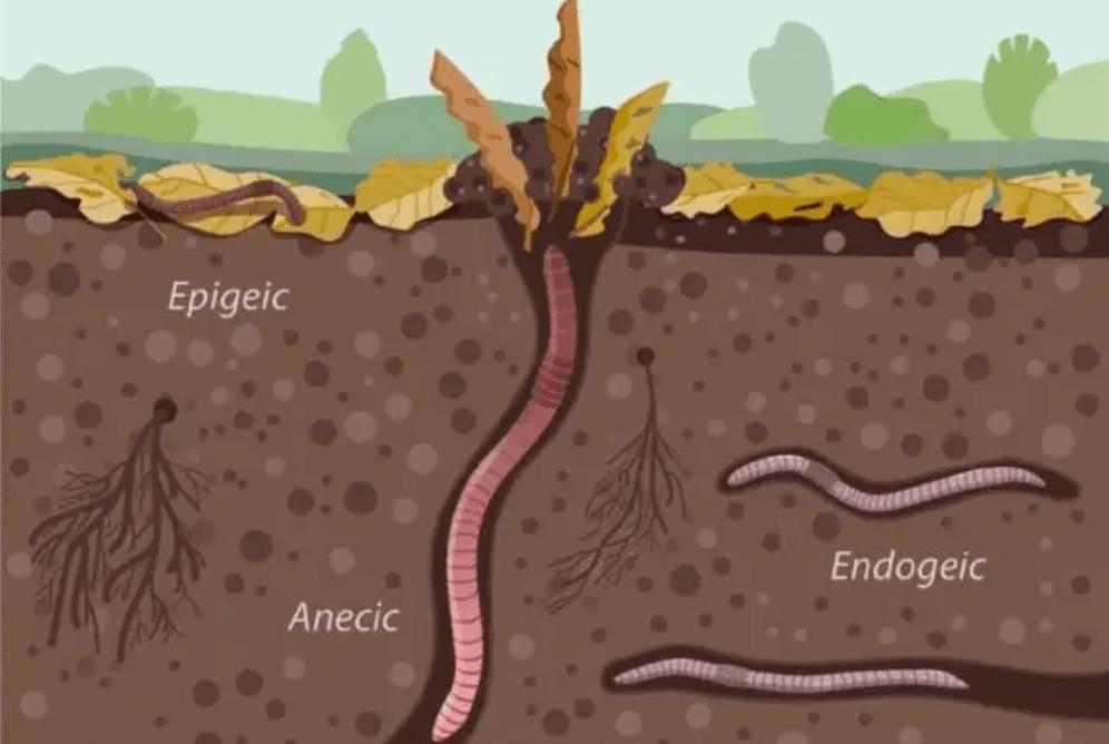 高原鼠兔是易危还是濒危,高原鼠兔到底有多可怕