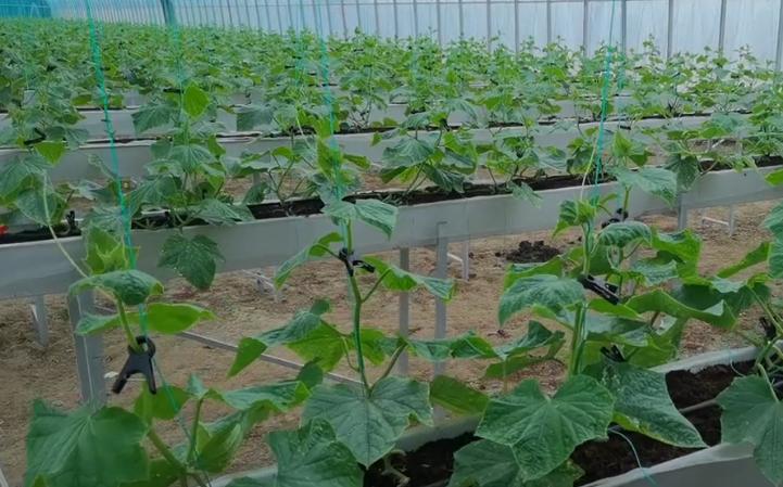 黄瓜种植技术瓜打顶,黄瓜连续结瓜的种植技巧