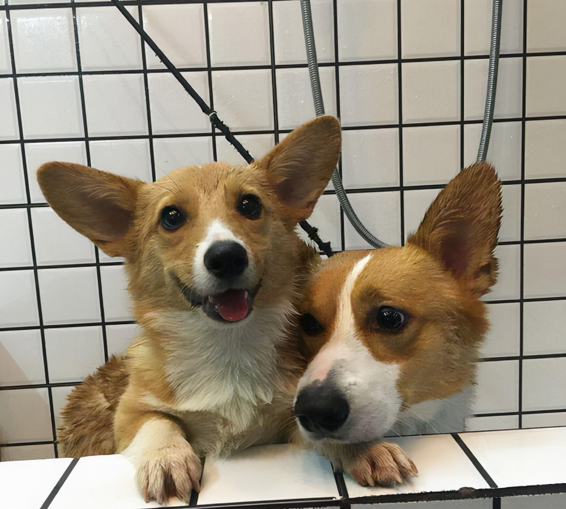 狗狗品种大全新手适合养什么狗呢,狗狗品种大全新手适合养什么狗