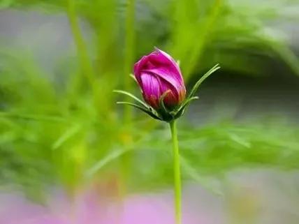 春夏之交，越来越多的花含苞欲放，这一百种娇媚蓓蕾真是美不胜收