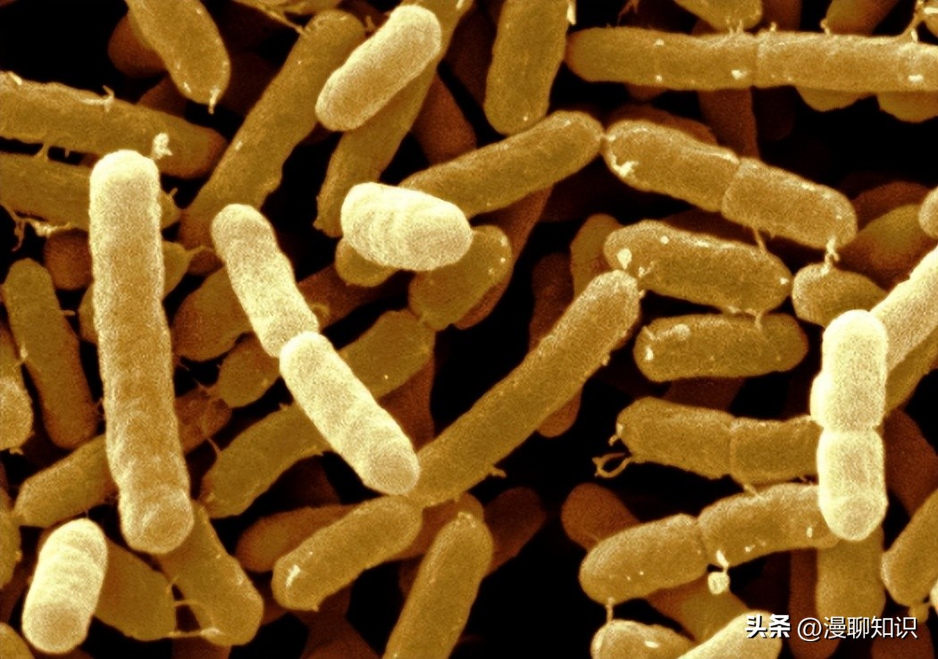 抑制幽门螺旋杆菌的乳酸菌,抑制幽门螺杆菌的乳酸菌