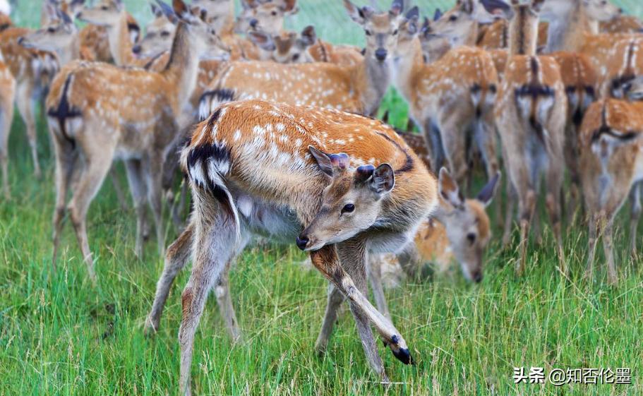 养殖20头鹿一年能赚多少钱,养殖梅花鹿一年能赚多少