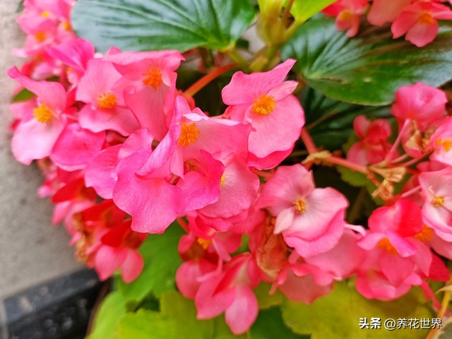 养这10种花越养家里越干净,这8种花最旺家只需养一盆