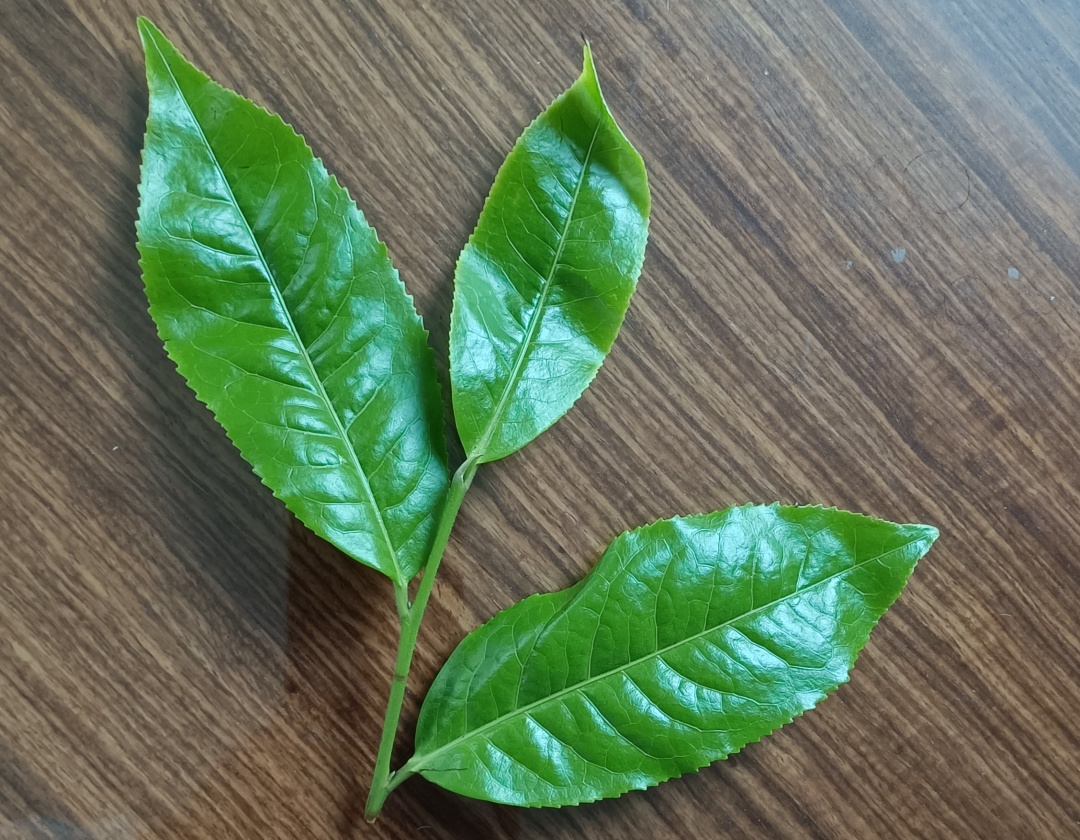 比茶难卖更可怕的是：茶老板看不到希望