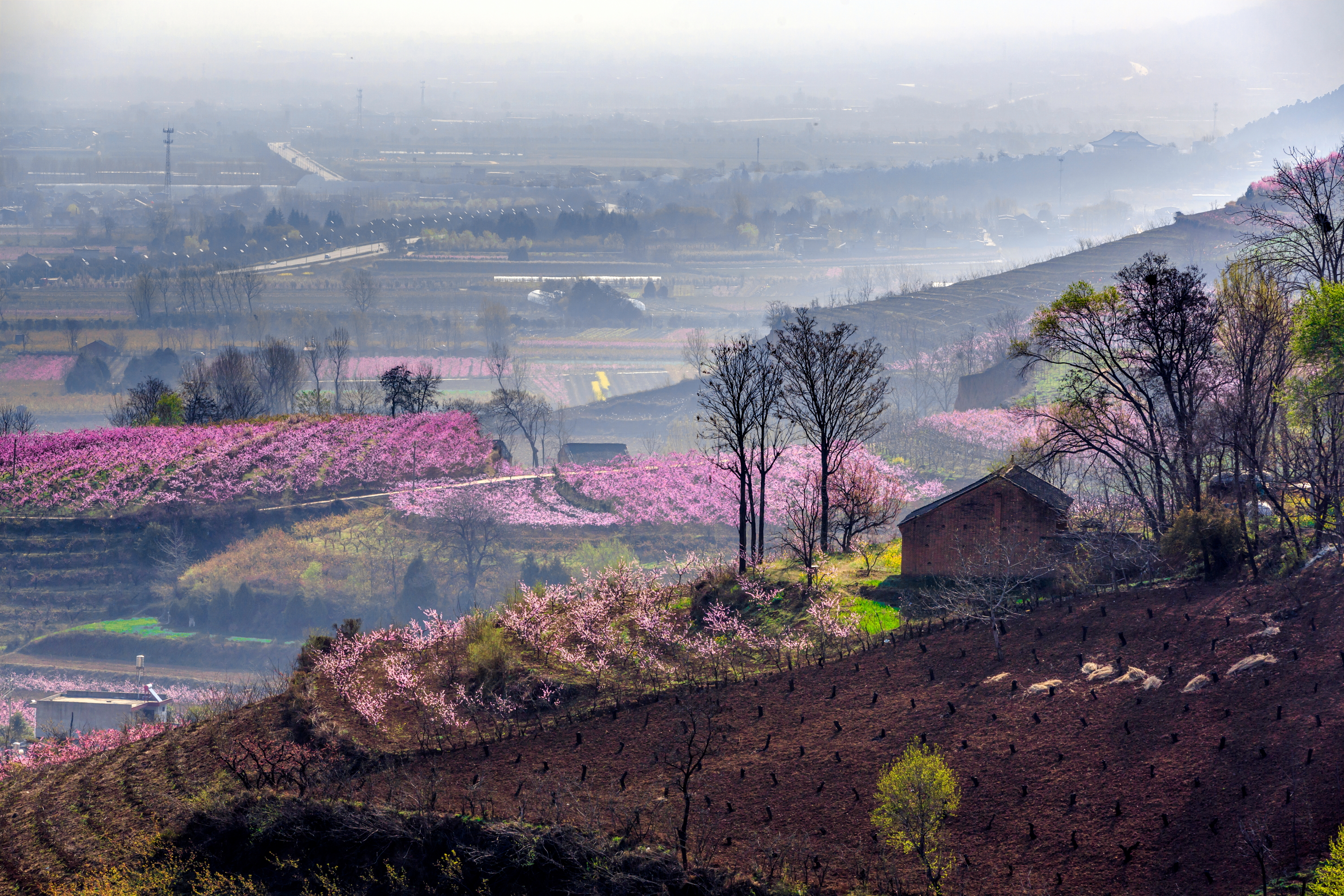 西安春天太美了,西安的春天美呆了