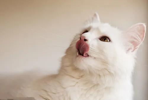 猫胡子冷知识,猫发腮冷知识