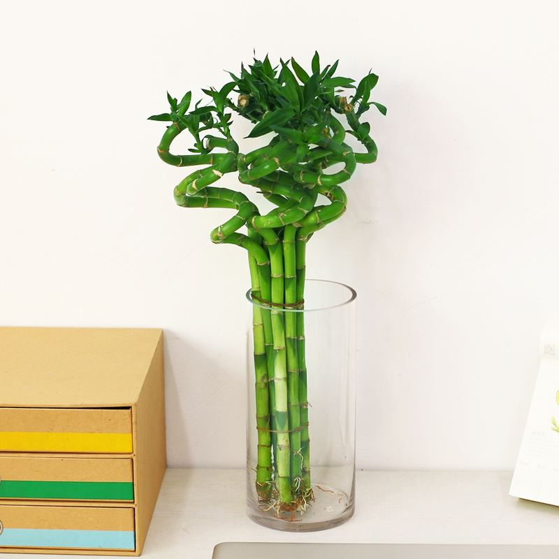 开运竹怎么养让风水更好,花盆里种棵迷你竹四季青翠节节高