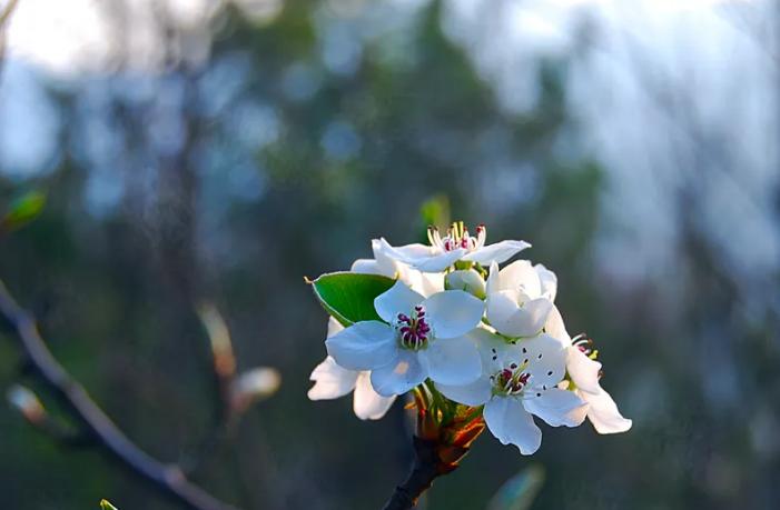风吹棠梨花，十二首棠梨花的诗词，满树花开，洁白胜雪
