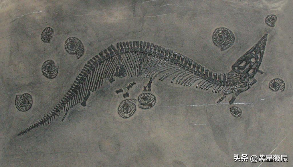 上古时期最厉害的龙是什么龙,上古神兽龙中最强的龙是什么龙