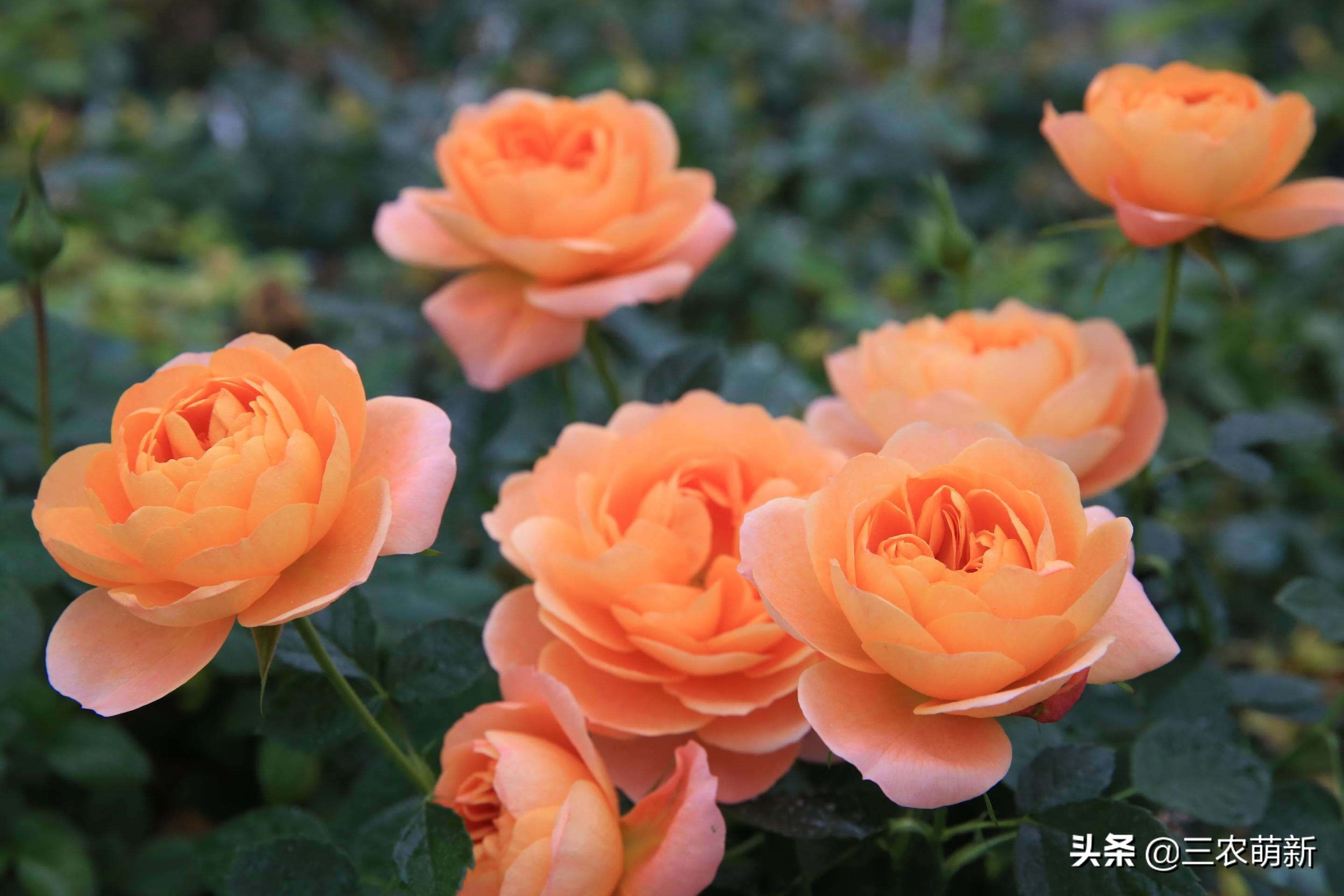 20种月季花图片大全,介绍月季花方法