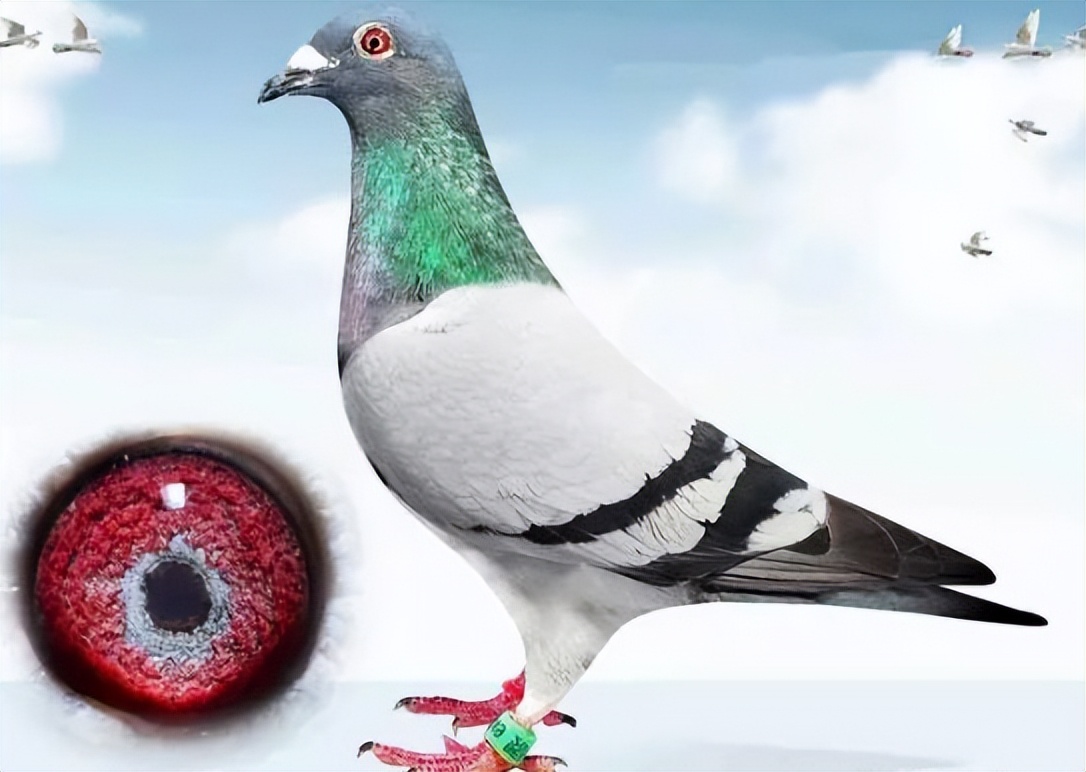 鸽子先清理呼吸道还是毛滴虫,给鸽子清理呼吸道用什么药