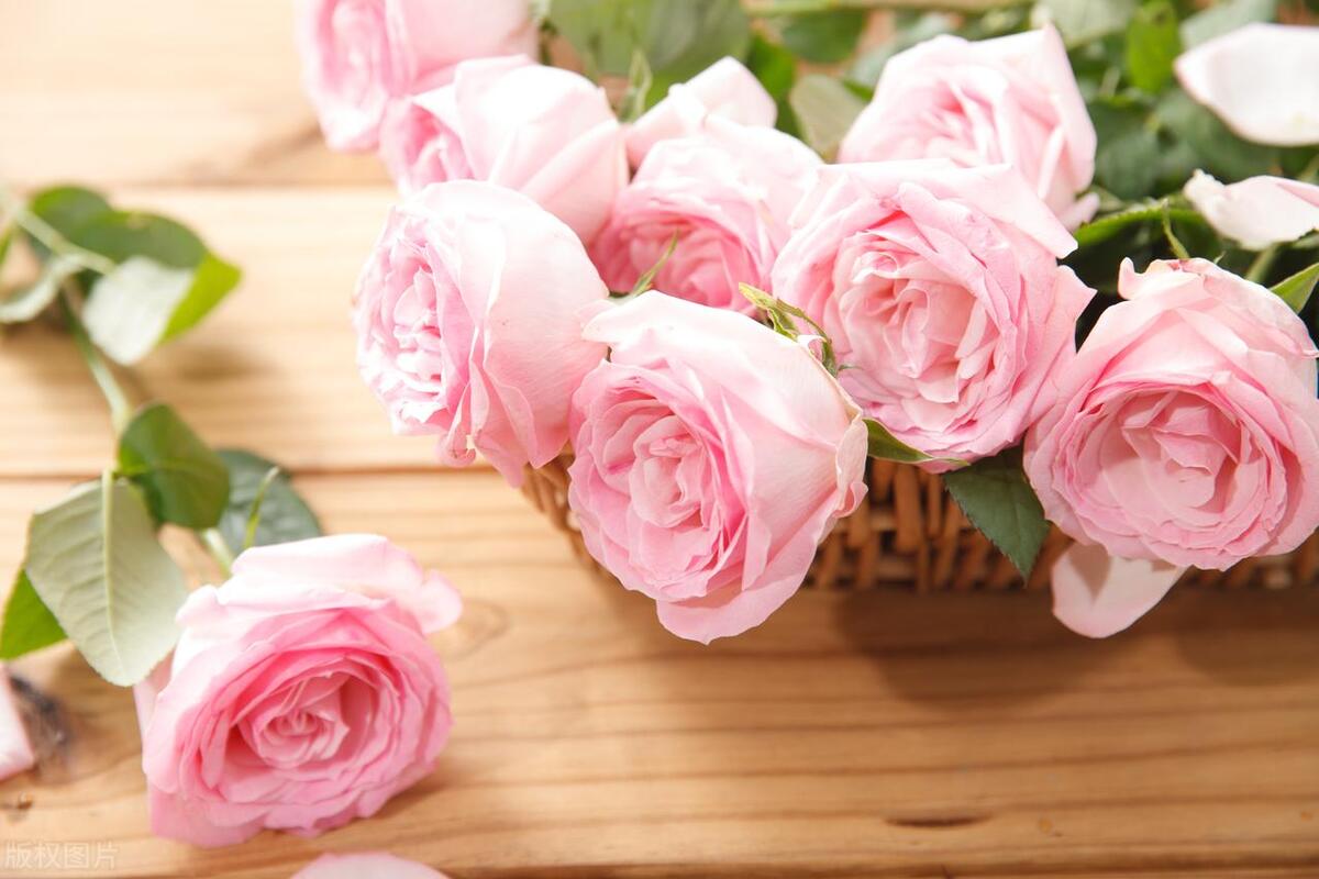 玫瑰之爱：揭开爱情之花的神秘起源