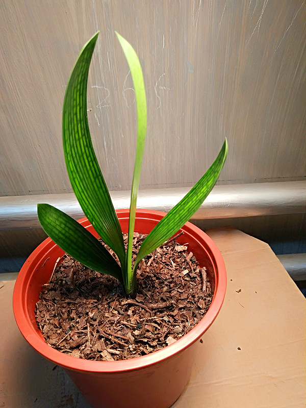 君子兰夏天怎么养才能更旺盛一些,君子兰夏季怎么养才能更旺盛