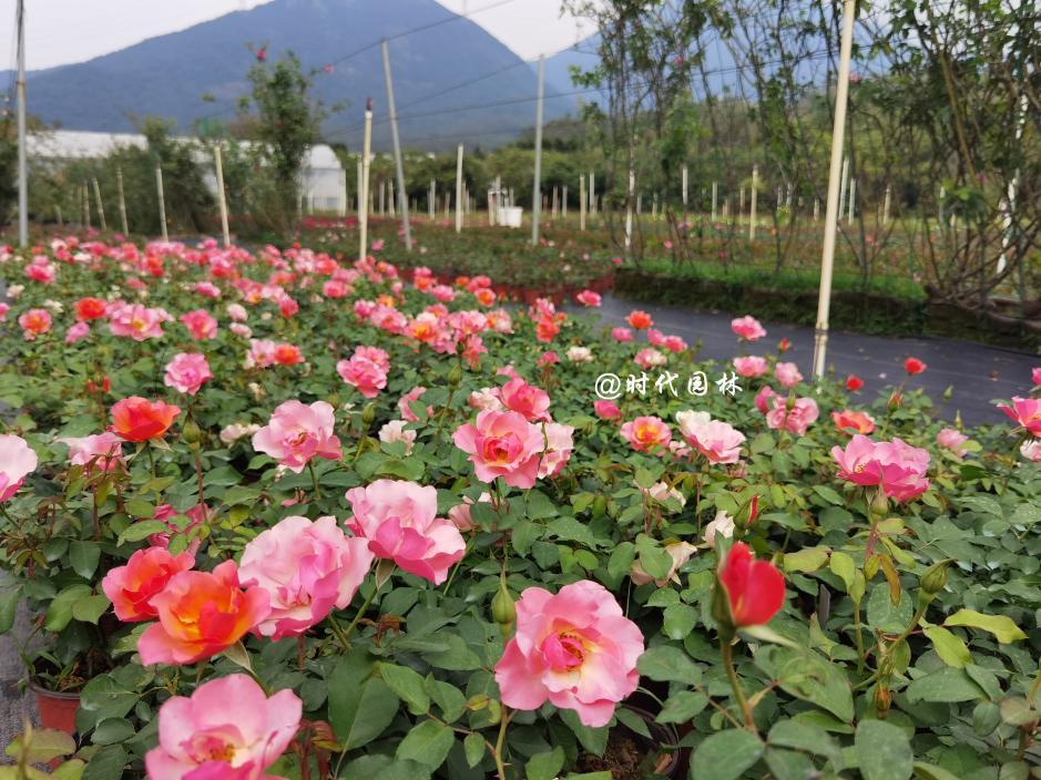 哪些品种的月季耐寒适合阳台栽种,南方最值得种好养的月季