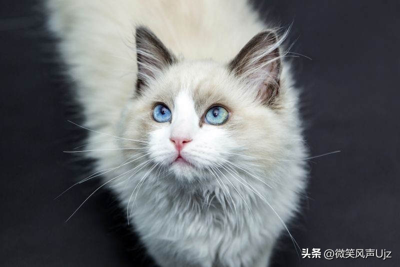 伯曼猫有斑纹吗,伯曼猫眼睛什么颜色