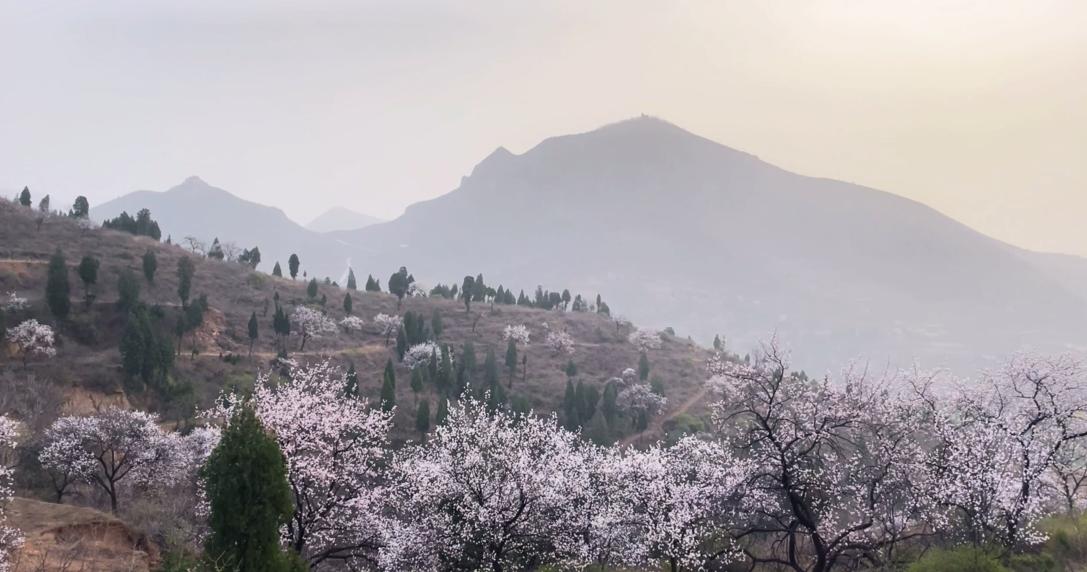 郑州最适合踏青赏花爬山的地方,郑州春日赏花好去处推荐