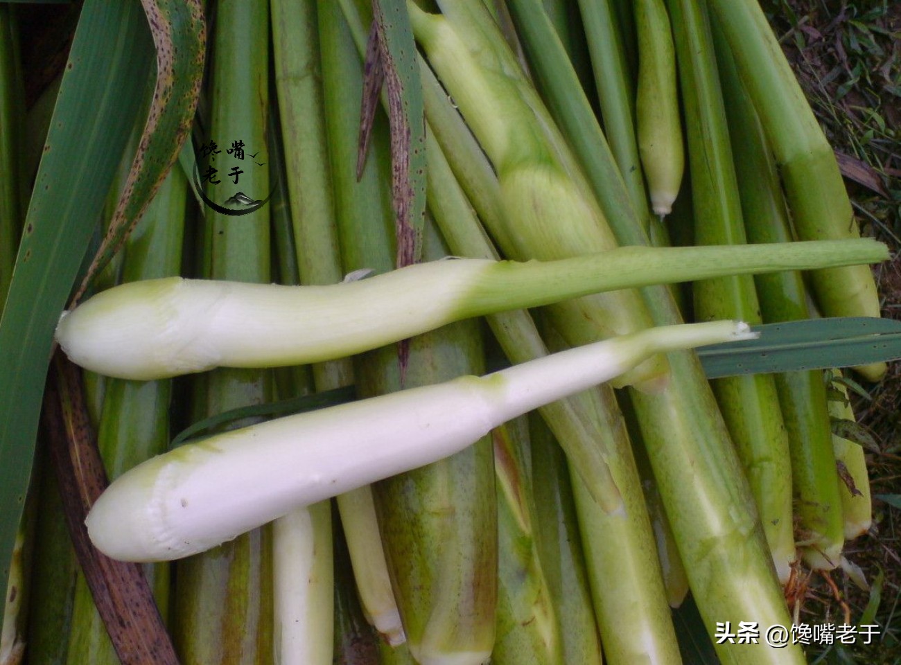 买茭白时，“圆的和扁的”哪个好？牢记3买3不买，谁也别想忽悠你