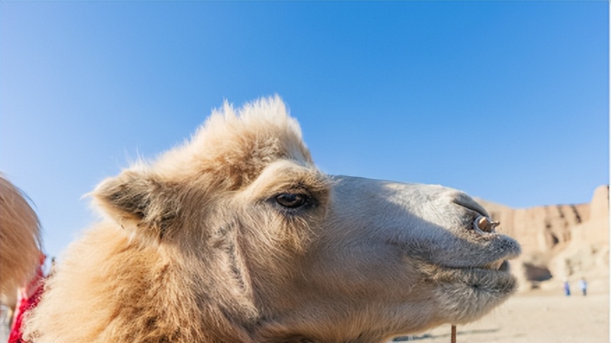4种助睡眠食物让你一觉到天亮,五种食物安神助眠让你一觉到天亮
