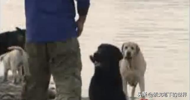 男子捡400只流浪狗,四川男子从路边捡来黑狗完整版