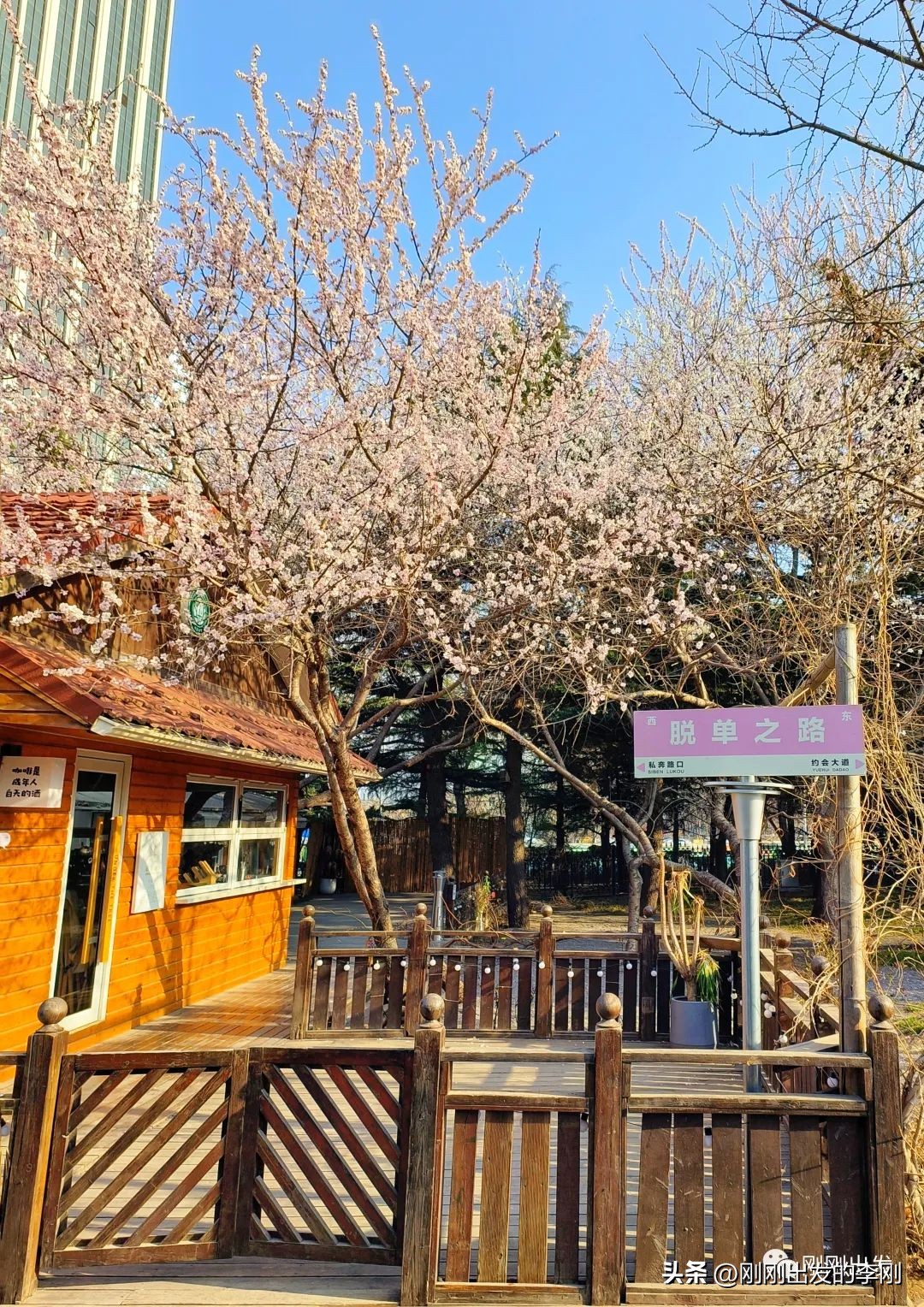 去大连看桃花是在几月份,大连哪里适合看金丝桃花