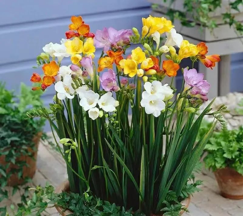 球根类花卉有哪些比较好养,有哪些好看的球根花卉盆栽