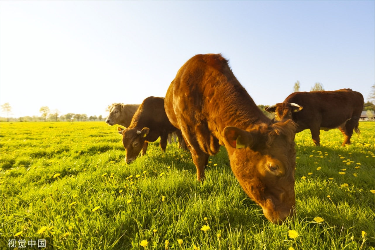 牛流行性高热病,牛高热怎么办