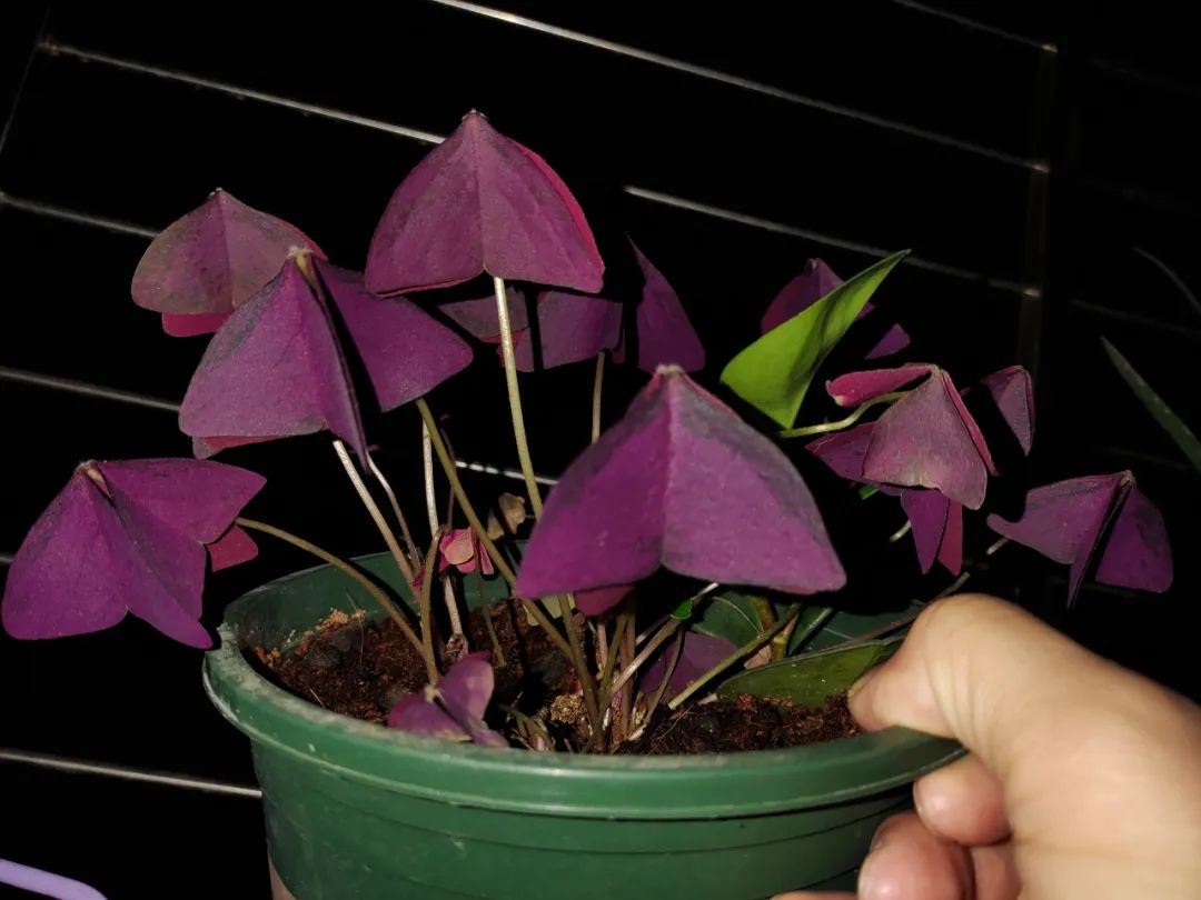 养花好物神器,花友必备神器