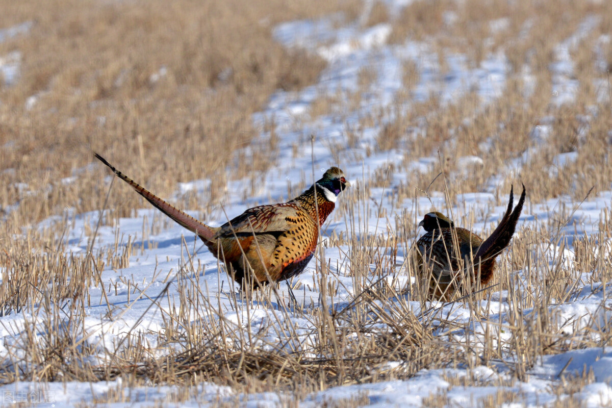 没有*器武**的猎人——套兔子（下）