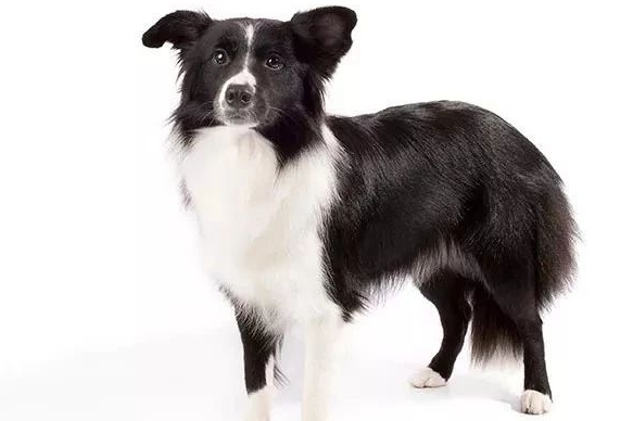 我们家边牧好蠢怎么办,为什么我的边牧感觉很蠢