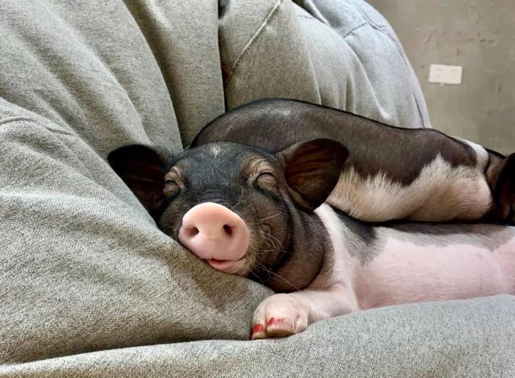 巴马香猪濒临灭绝,为什么中国土猪濒临灭绝呢