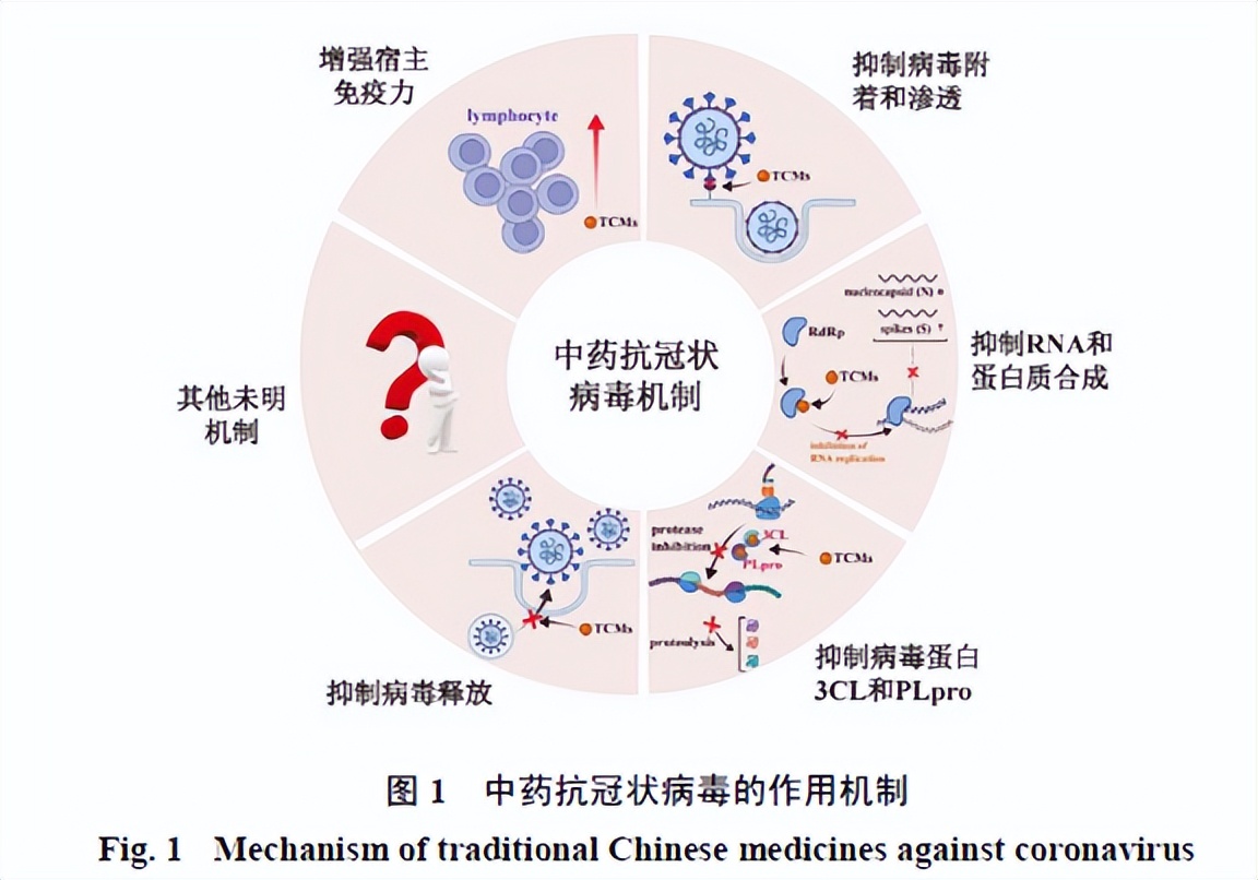 可以抑制新型冠状病毒的中药,抗冠状病毒新药效