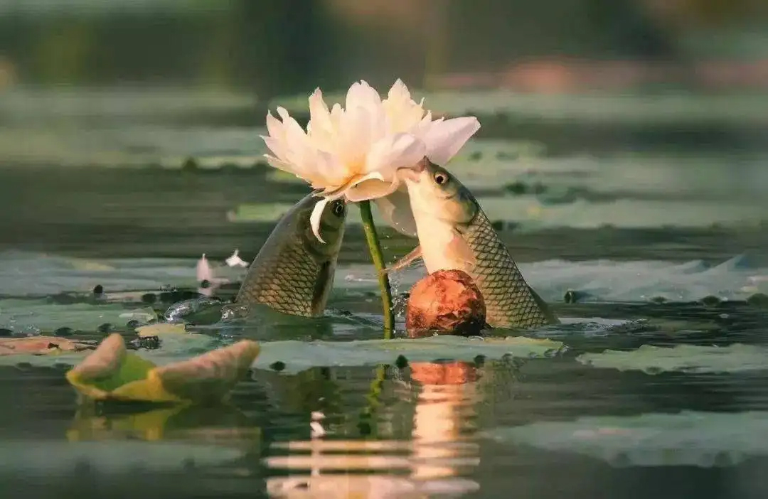 草鱼密度小怎么诱鱼,草鱼习性的解读及钓法技巧