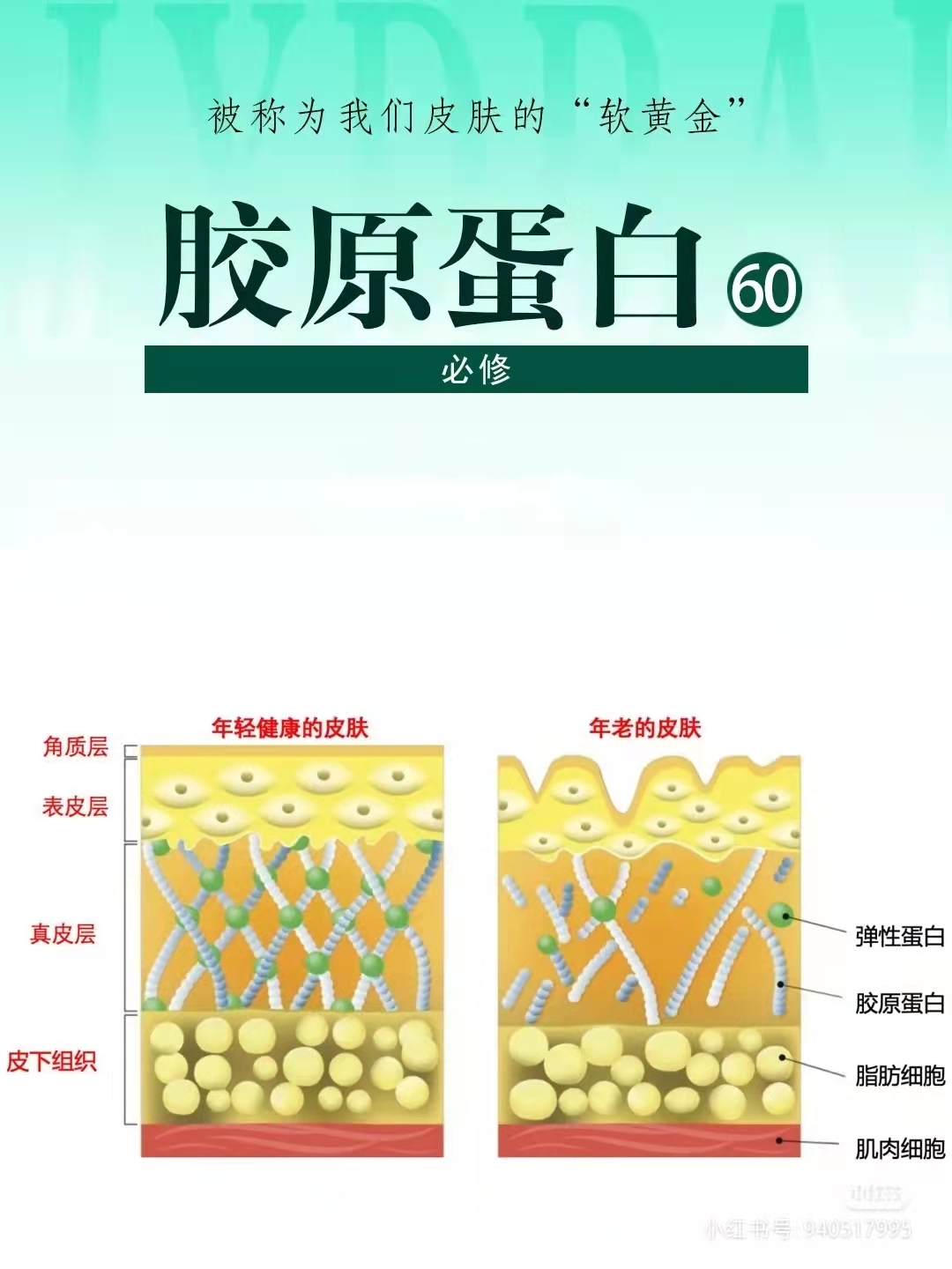 护肤蛋白的成分是什么,胶原蛋白真的是肌肤的软黄金吗