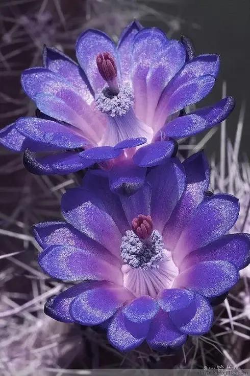 在春暖花开季节遇见浪漫,浪漫总是发生在春暖花开时配音